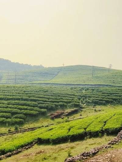 TEA garden vagamon