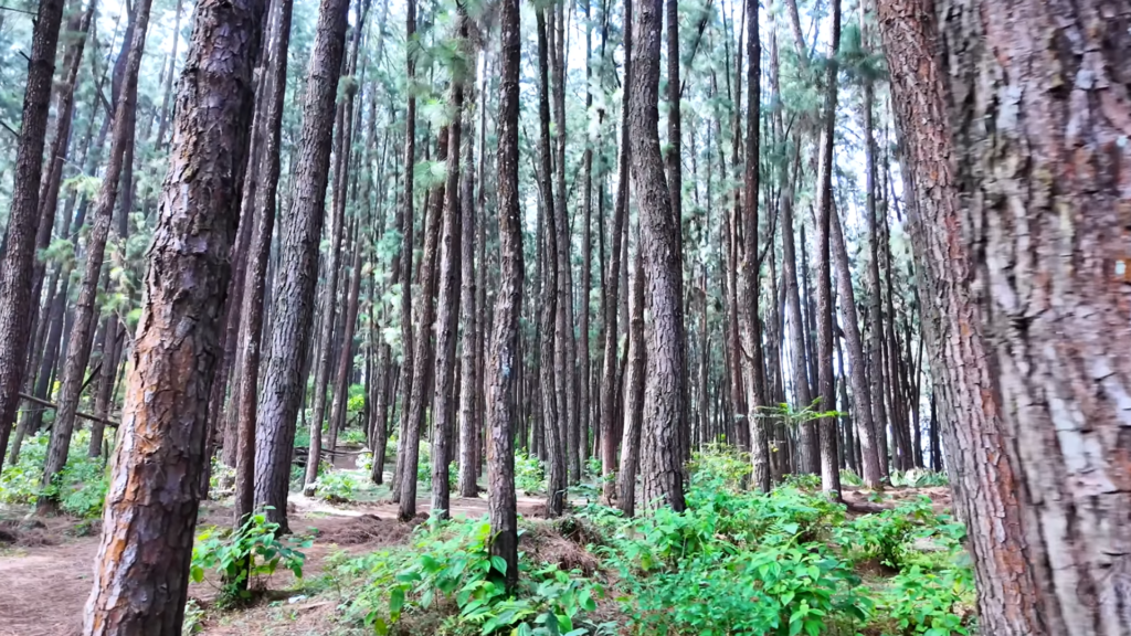 Vagamon Pine Forest