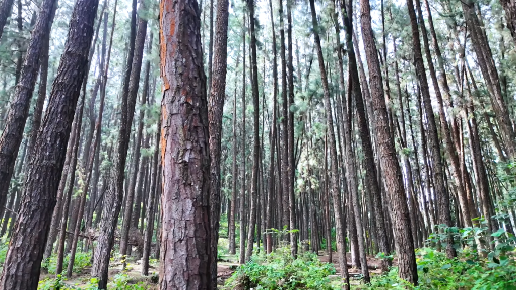 Paine forest at vagamon